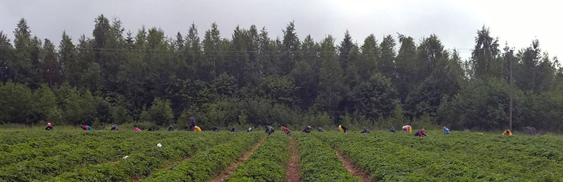 Kausityöntekijät poiminnassa — Pynnösen marjatila