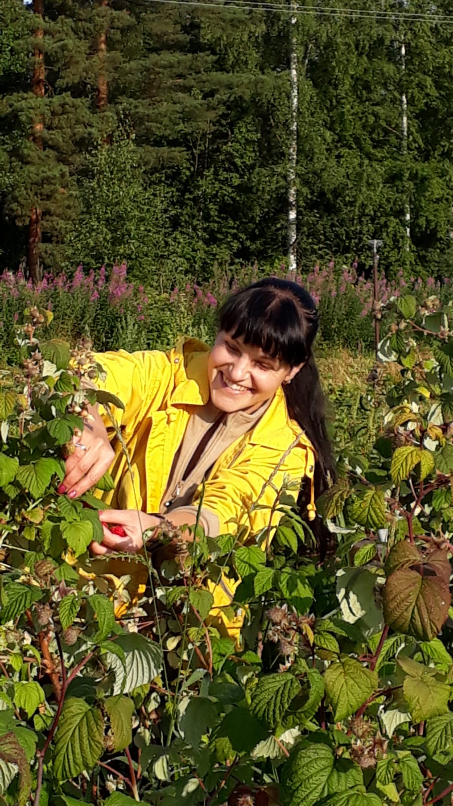 Marjojen poiminta pellolla