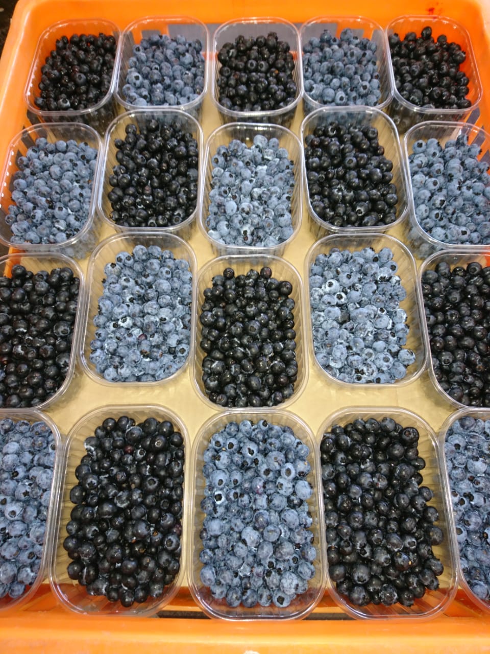 Valmiiksi pakatut marjat